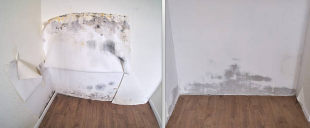 Certified Mold Removal in Spencer, NC